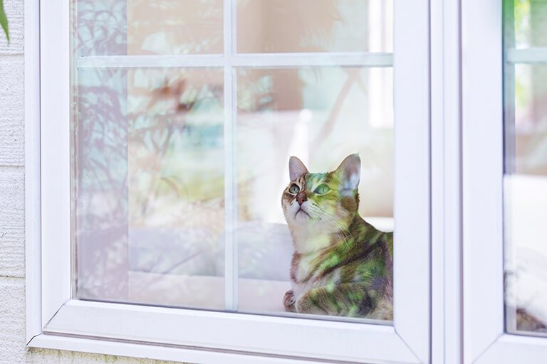 猫は何日間お留守番できる?【実録】トラブル事例から学ぶ準備・注意点